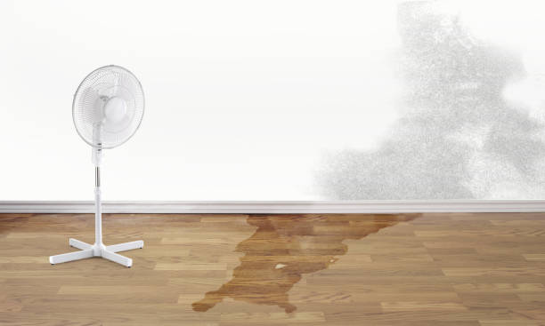 Best Professional water damage repair  in Brookhaven, PA